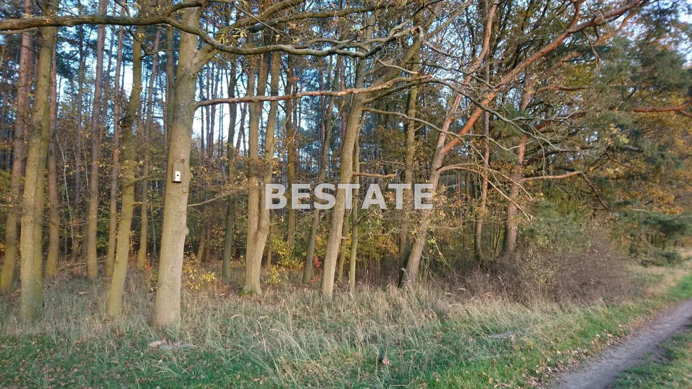 Duża działka pod lasem w Pęgowie