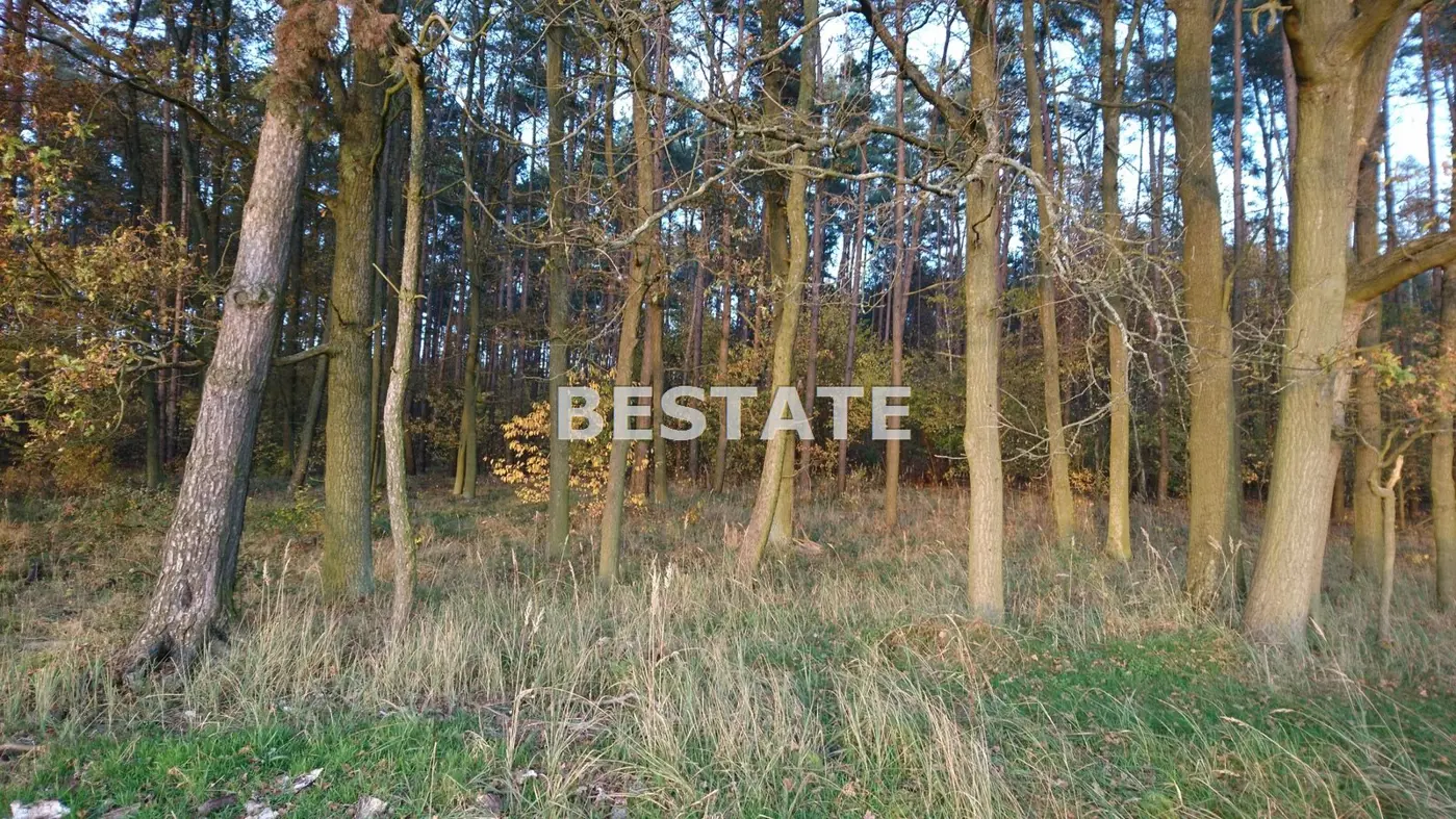 Duża działka pod lasem w Pęgowie