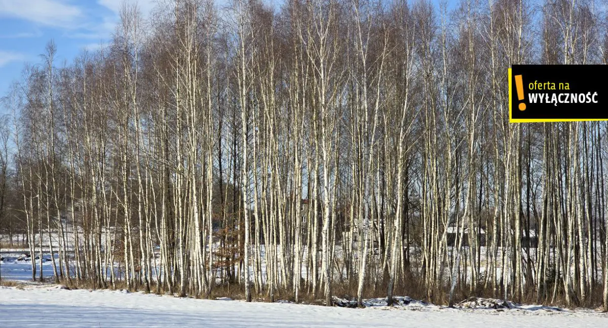 Domek w Drugni z działką 26 arów